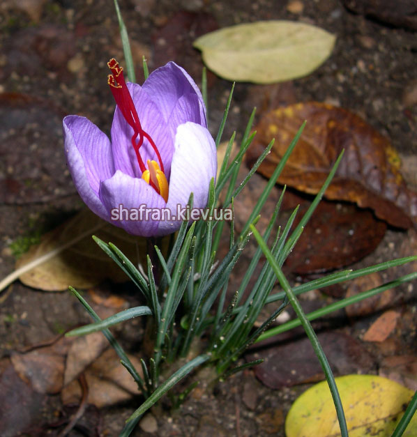 Крокус шафрана
